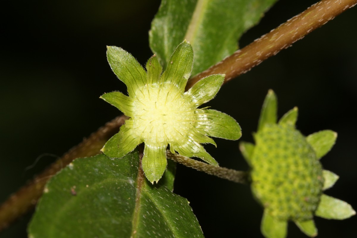 Eclipta prostrata (L.) L.